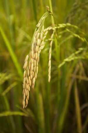 rice newの写真素材