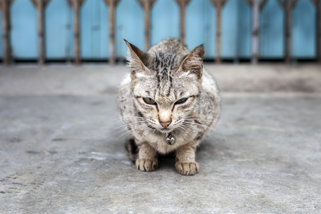 Adorable cats with symptoms of cold and sleepy.の写真素材