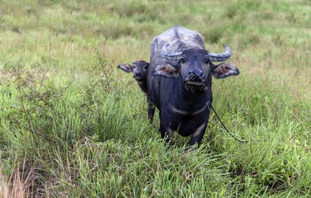 Females are taking baby buffalo eating grass.