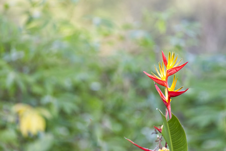 fower red Colorful on the mountainsの写真素材