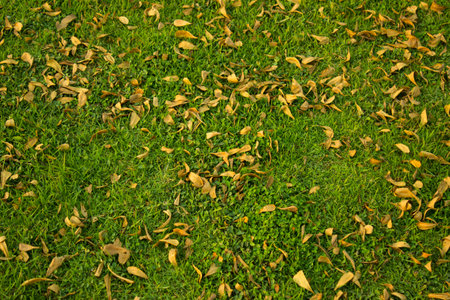 leaves on the groundの写真素材