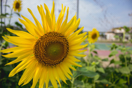 sunflowerの写真素材