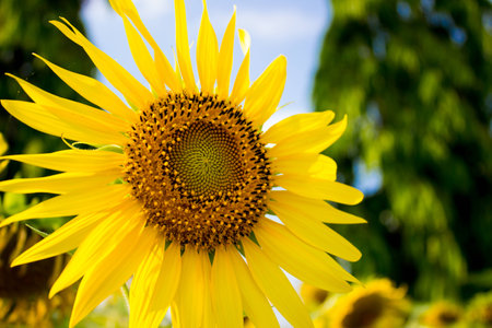 sunflowerの写真素材