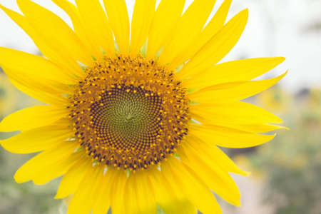 sunflowerの写真素材