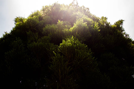 tree in sunlightの写真素材