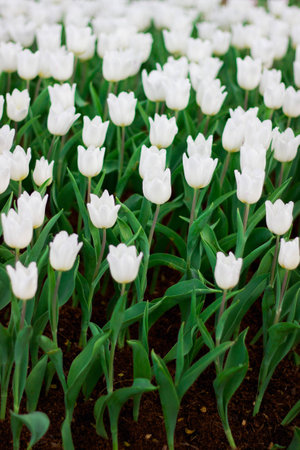Tulipsの写真素材