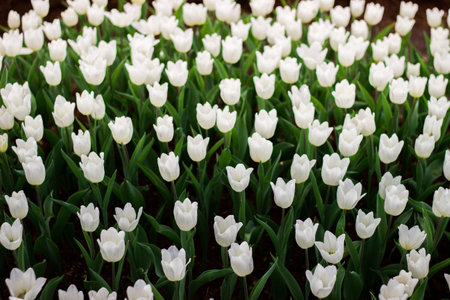 Tulipsの写真素材