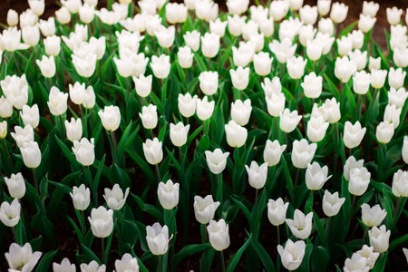 Tulipsの写真素材