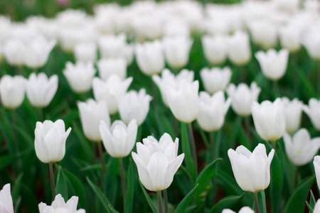 Tulipsの写真素材