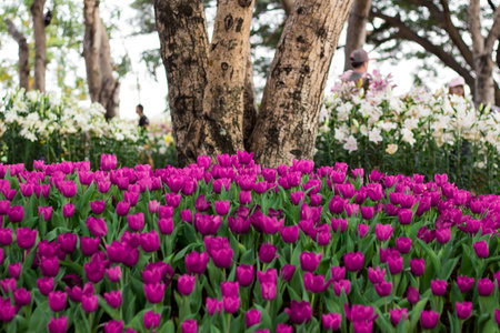 Tulipsの写真素材
