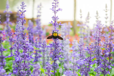 lavenderの写真素材