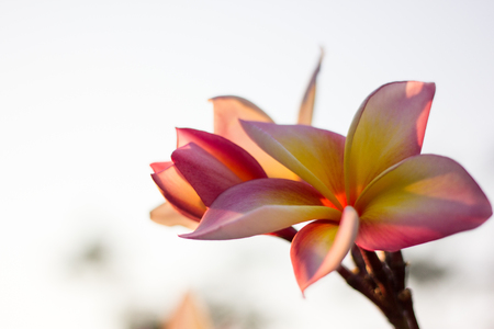 The plumeria firestorm flowersの写真素材