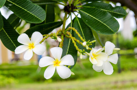 Frangipani, Plumeria Flower with green leafの写真素材