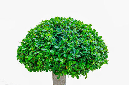 green trees on white background