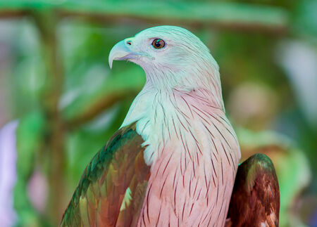 portrait of hawk in open zooの写真素材