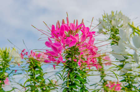 Pink And White Spider flower(Cleome hassleriana) in the gardenの写真素材
