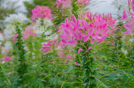 Pink And White Spider flower(Cleome hassleriana) in the gardenの写真素材