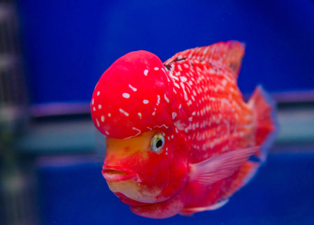 Flowerhorn Cichlid fishの写真素材