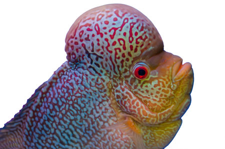 Flowerhorn Cichlid fishの写真素材