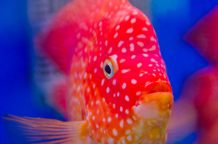 Flowerhorn Cichlid fishの写真素材