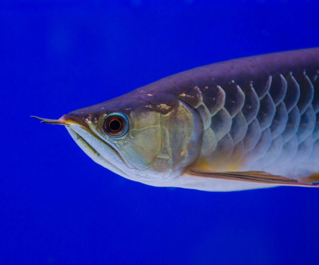 arowana fishの写真素材
