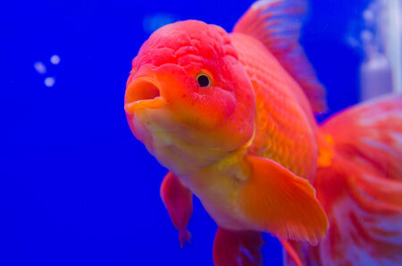 Goldfishの写真素材