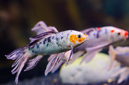 koi carps fishの写真素材