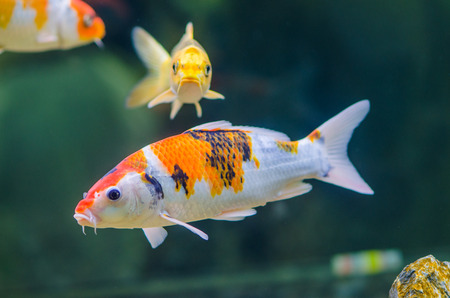 koi carps fishの写真素材