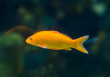 koi carps fishの写真素材