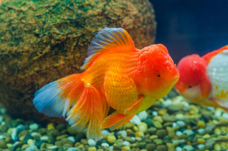 goldfish close up の写真素材