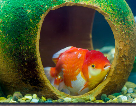 goldfishの写真素材