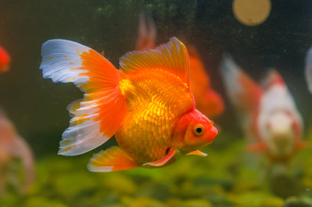 goldfish close up の写真素材