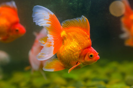 goldfish close up の写真素材
