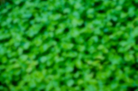 abstract blurred green plants backgroundの写真素材