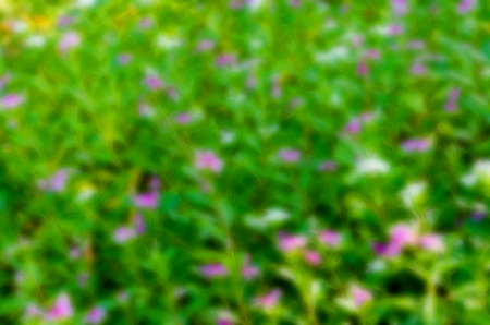 abstract blurred flower backgroundの写真素材
