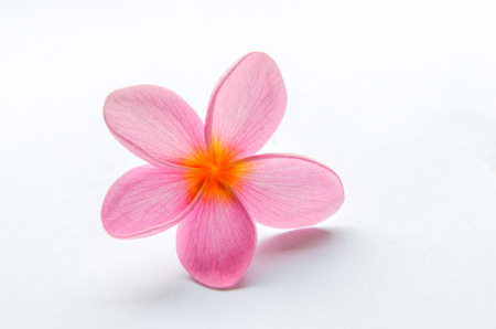 Frangipani, Plumeria Flower on white backgroundの写真素材