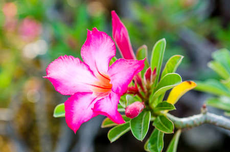 Impala Lily flower.の写真素材