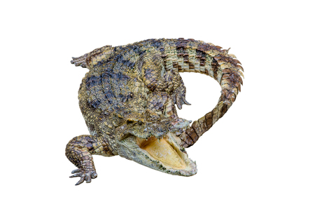 crocodile on white background.の写真素材
