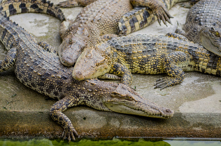 crocodileの写真素材