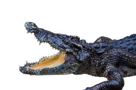 crocodile on white background.の写真素材