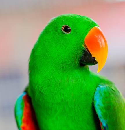 Green parrot.の写真素材