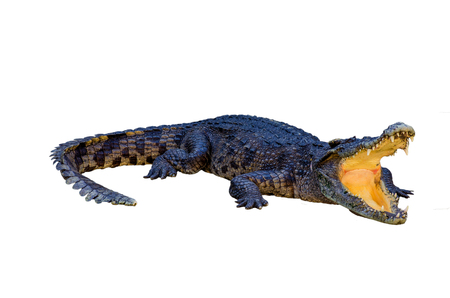 crocodile on white background.の写真素材
