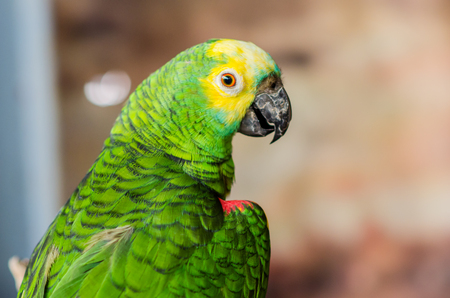 Green parrot.の写真素材