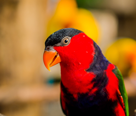 Red parrotの写真素材