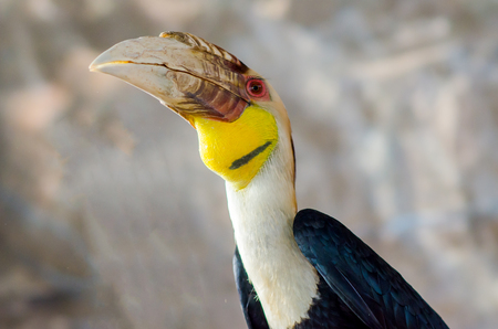 Hornbill bird.の写真素材