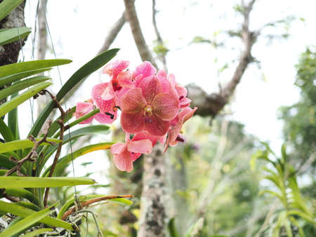 A pale pink bouquet of orchids is on another plant