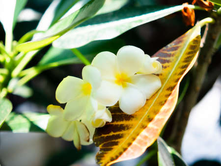 A natural plumeria or frangipani flower vintage tone on plumeria tree white-yellowの写真素材