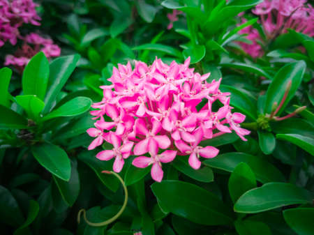 Beautiful pink West Indian Jasmine flowers or Pink spike flowers with green leaves and blurred background. Pink flower. nature background. 

Beautiful blooming pink needle flowers.の写真素材