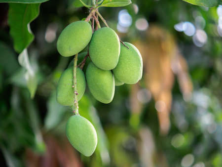 Close-up of fresh green mango hanging,
Mango field, mango farm. Agricultural concept, Agricultural...