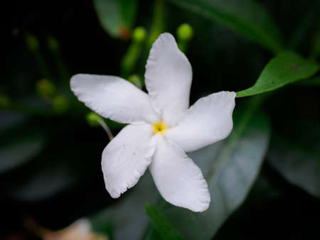 Star jasmine on green leafs background.
Arabian jasmine or Sambac jasmine is a species of jasmine...